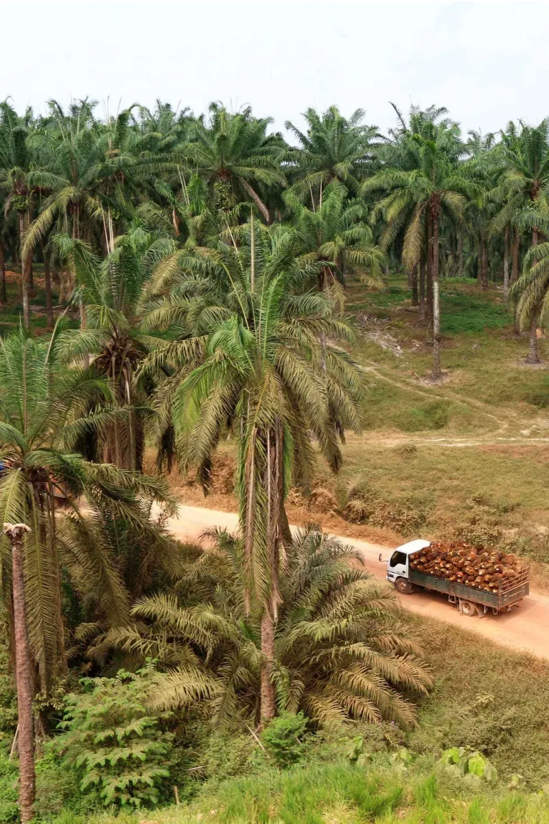  Plantation